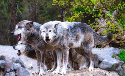 pecore e lupi